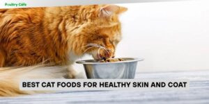 best cat foods for healthy skin and coat