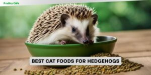 best cat foods for hedgehogs
