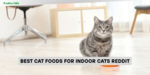 best cat foods for indoor cats reddit