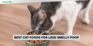 best cat foods for less smelly poop