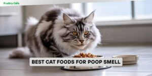 best cat foods for poop smell