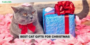 best cat gifts for christmas