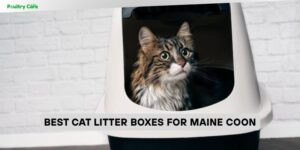 best cat litter boxes for maine coon