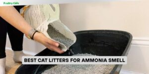 best cat litters for ammonia smell