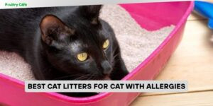best cat litters for cat with allergies