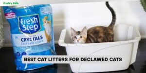best cat litters for declawed cats