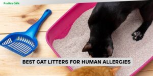 best cat litters for human allergies