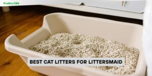 best cat litters for littersmaid