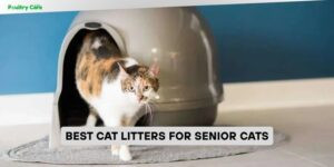best cat litters for senior cats