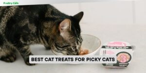 best cat treats for picky cats