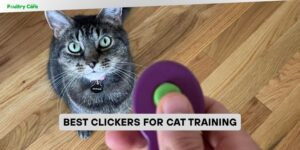 best clickers for cat training