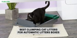 best clumping cat litters for automatic litters boxes