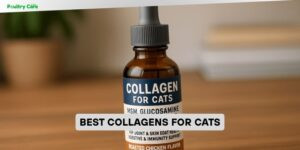 best collagens for cats