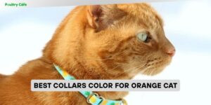 best collars color for orange cat