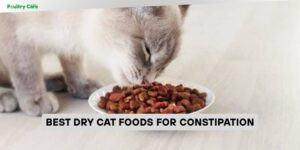 best dry cat foods for constipation