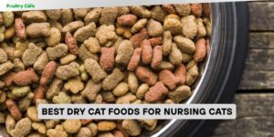 best dry cat foods for nursing cats