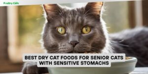 best dry cat foods for senior cats with sensitive stomachs