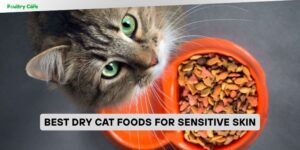 best dry cat foods for sensitive skin