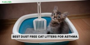 best dust free cat litters for asthma