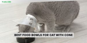 best food bowls for cat with cone