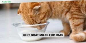 best goat milks for cats