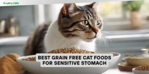 best grain free cat foods for sensitive stomach