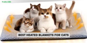 best heated blankets for cats