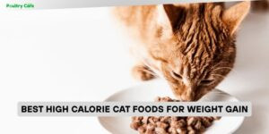 best high calorie cat foods for weight gain