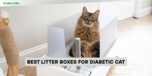 best litter boxes for diabetic cat