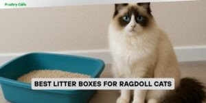 best litter boxes for ragdoll cats
