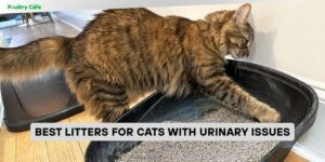 best litters for cats with urinary issues