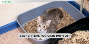 best litters for cats with uti