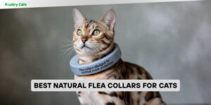 best natural flea collars for cats