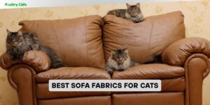 best sofa fabrics for cats