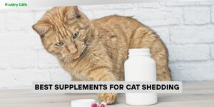 best supplements for cat shedding