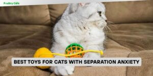best toys for cats with separation anxiety