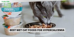 best wet cat foods for hypercalcemia
