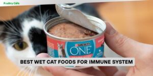 best wet cat foods for immune system