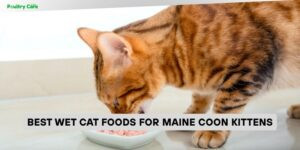 best wet cat foods for maine coon kittens