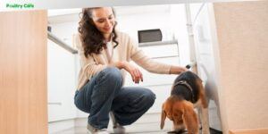 can adult dogs eat puppy food