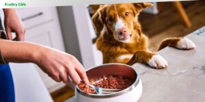 can dogs eat frozen food