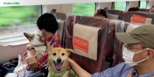 can dogs ride on trains