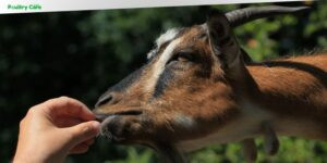 can goats eat dog food