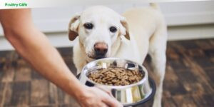 can i feed my adult dog puppy food