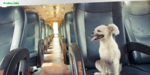 can you bring dogs on a train
