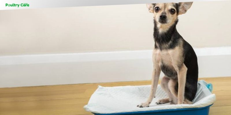 can you train a dog to use a litter box
