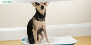 can you train a dog to use cat litter