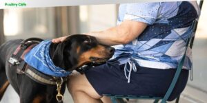 can you train your own service dog