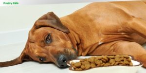 do dogs get sick of their food