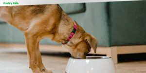 do dogs get tired of the same food